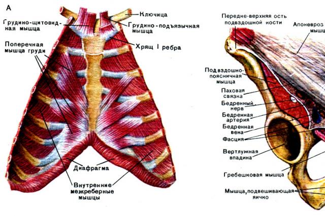 Группы мышц тела человека
