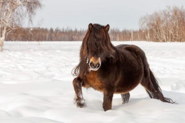 Якутская лошадь описание породы