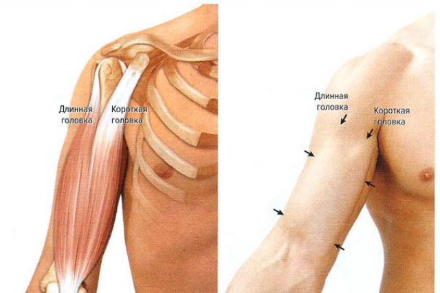 Мышцы свободной части верхней конечности Двуглавая мышца руки где находится