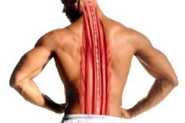 Исследуем свое тело: остистые мышцы спины и их значение для организма